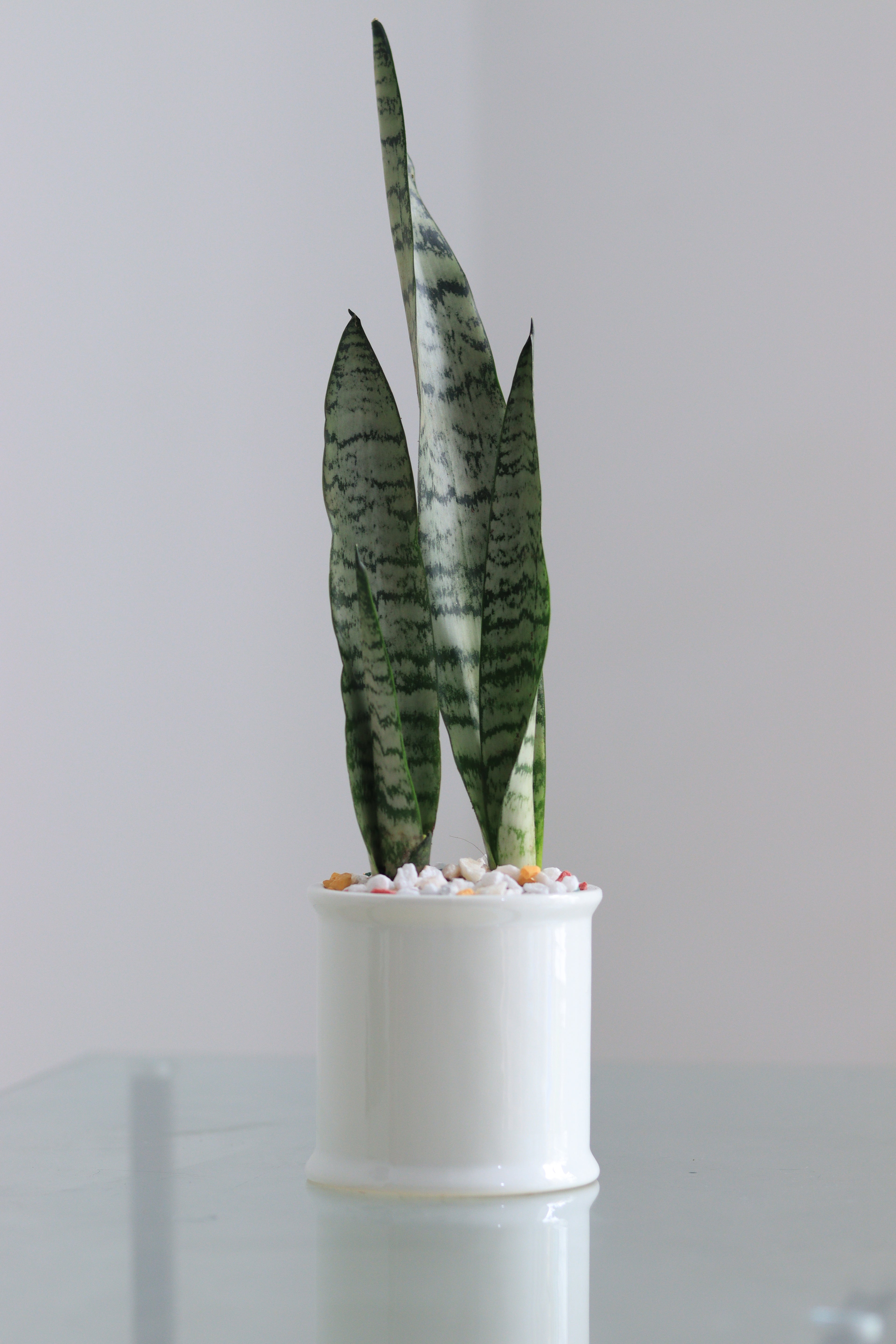 Snake Plant