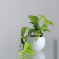 Neon pothos