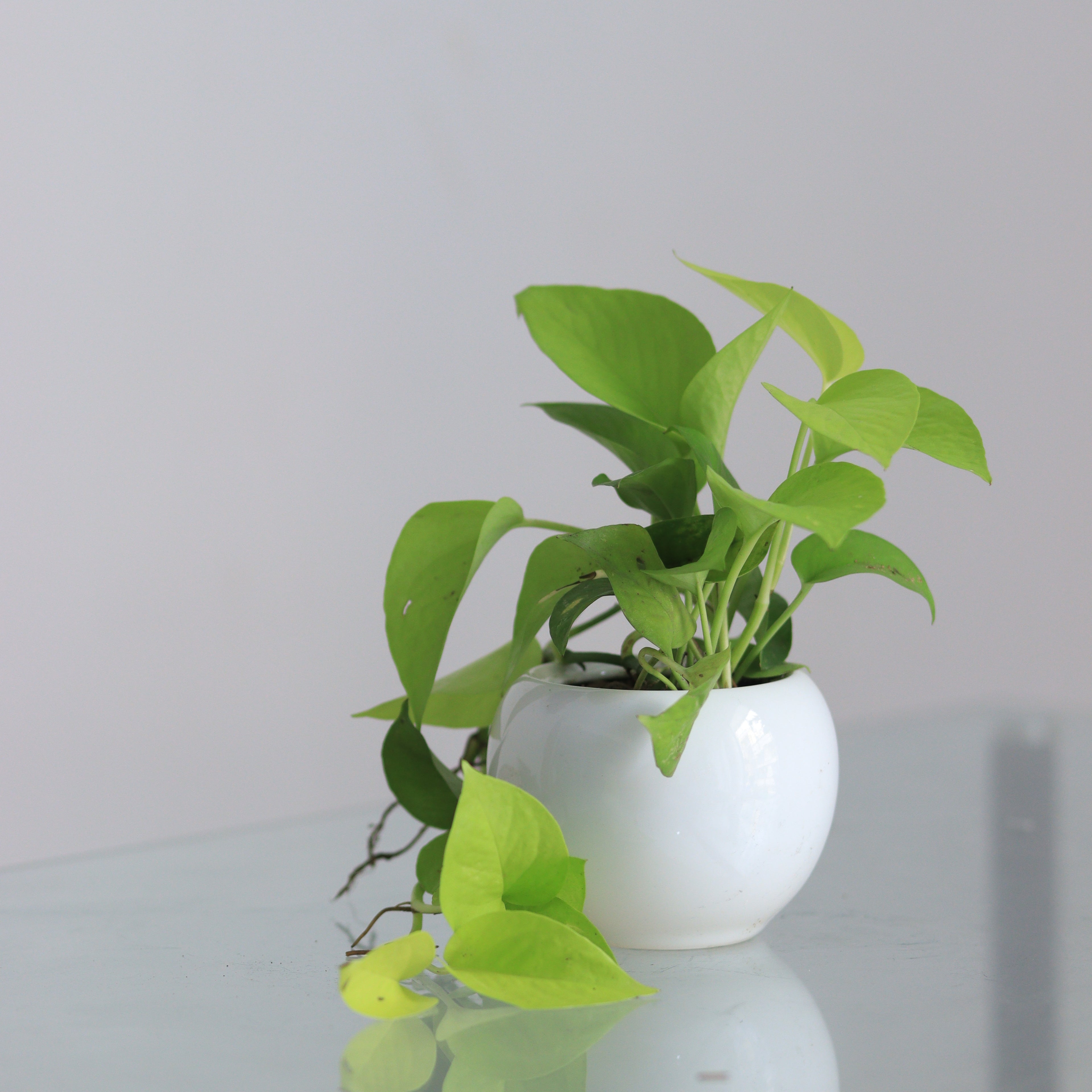Neon pothos