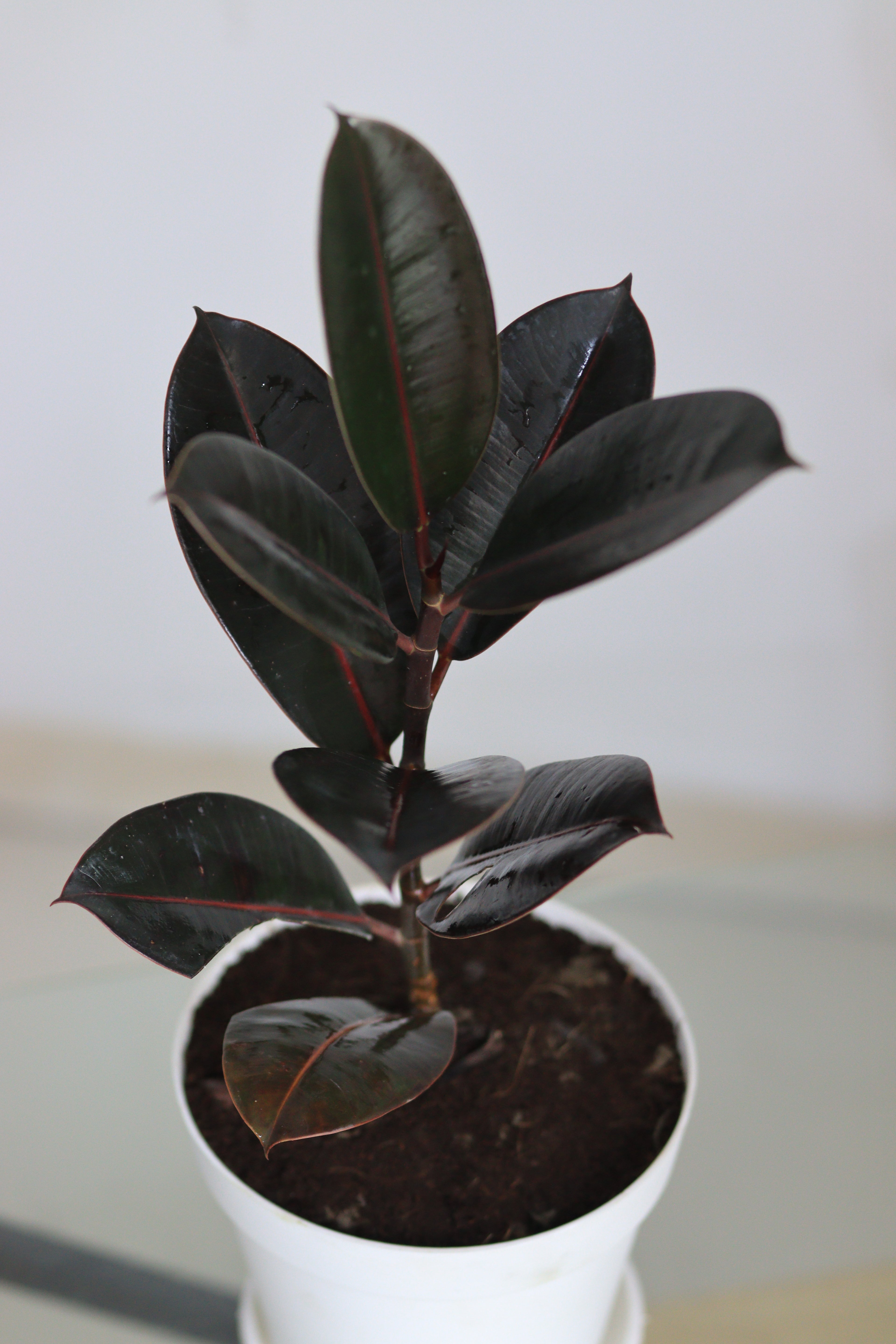 Rubber plant