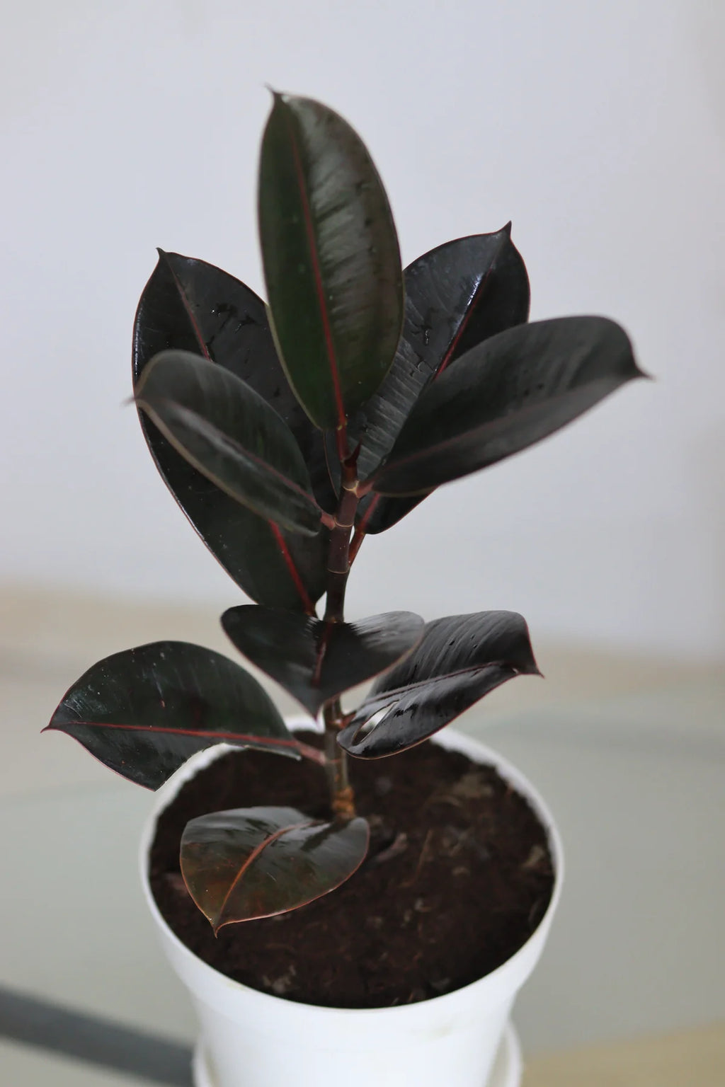 Rubber Plant