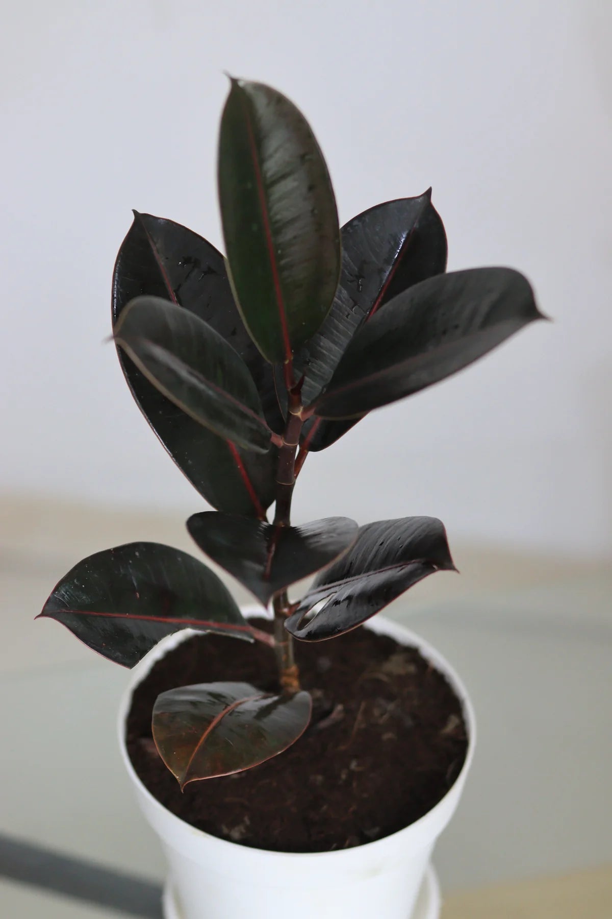 Rubber Plant