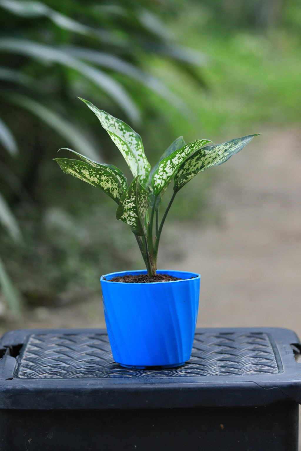 Aglaonema snow white