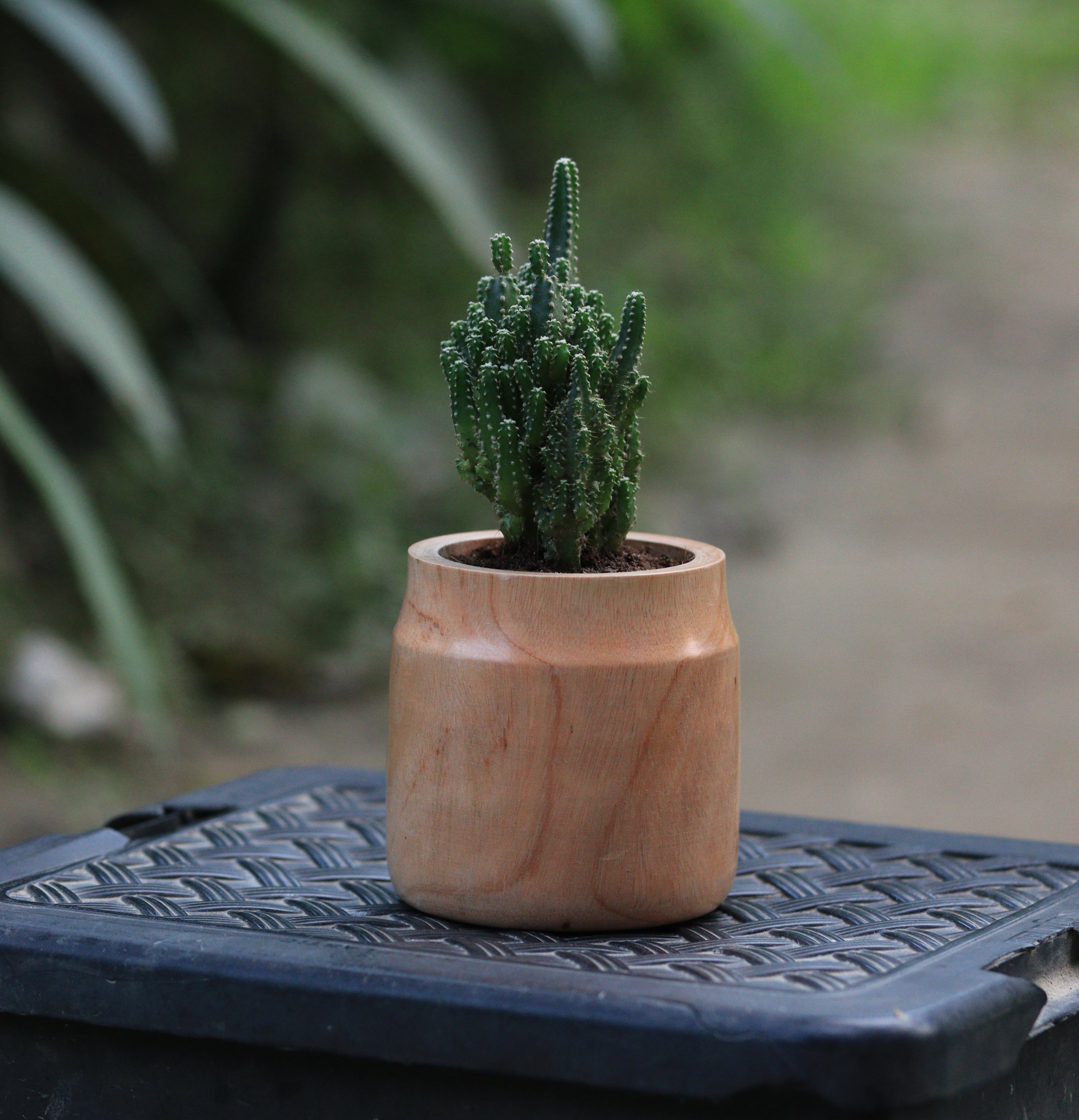Cactus With Wood Pot
