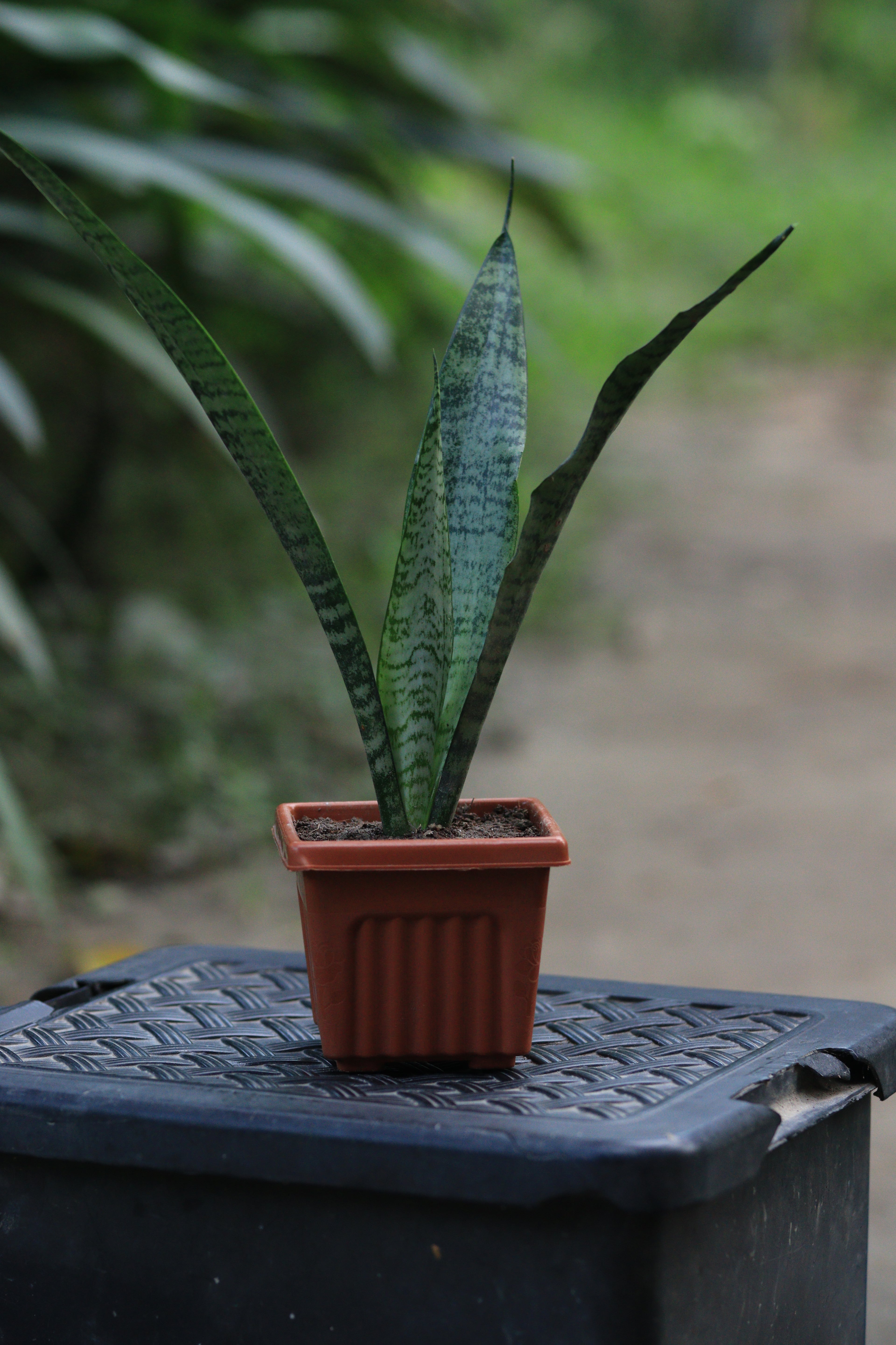 Snake Plant