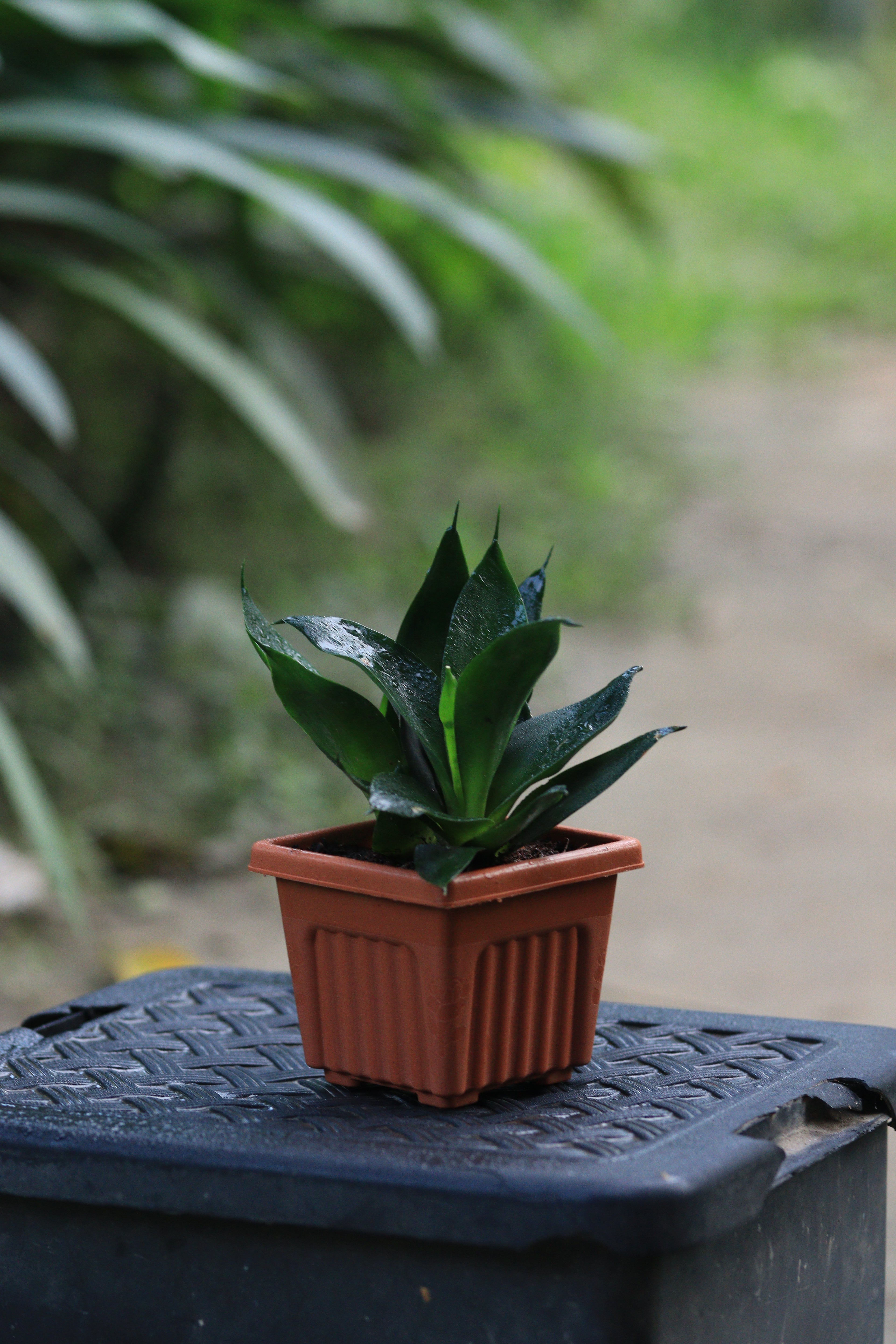 Snake Plant