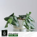 Silver pothos CIRAMIC