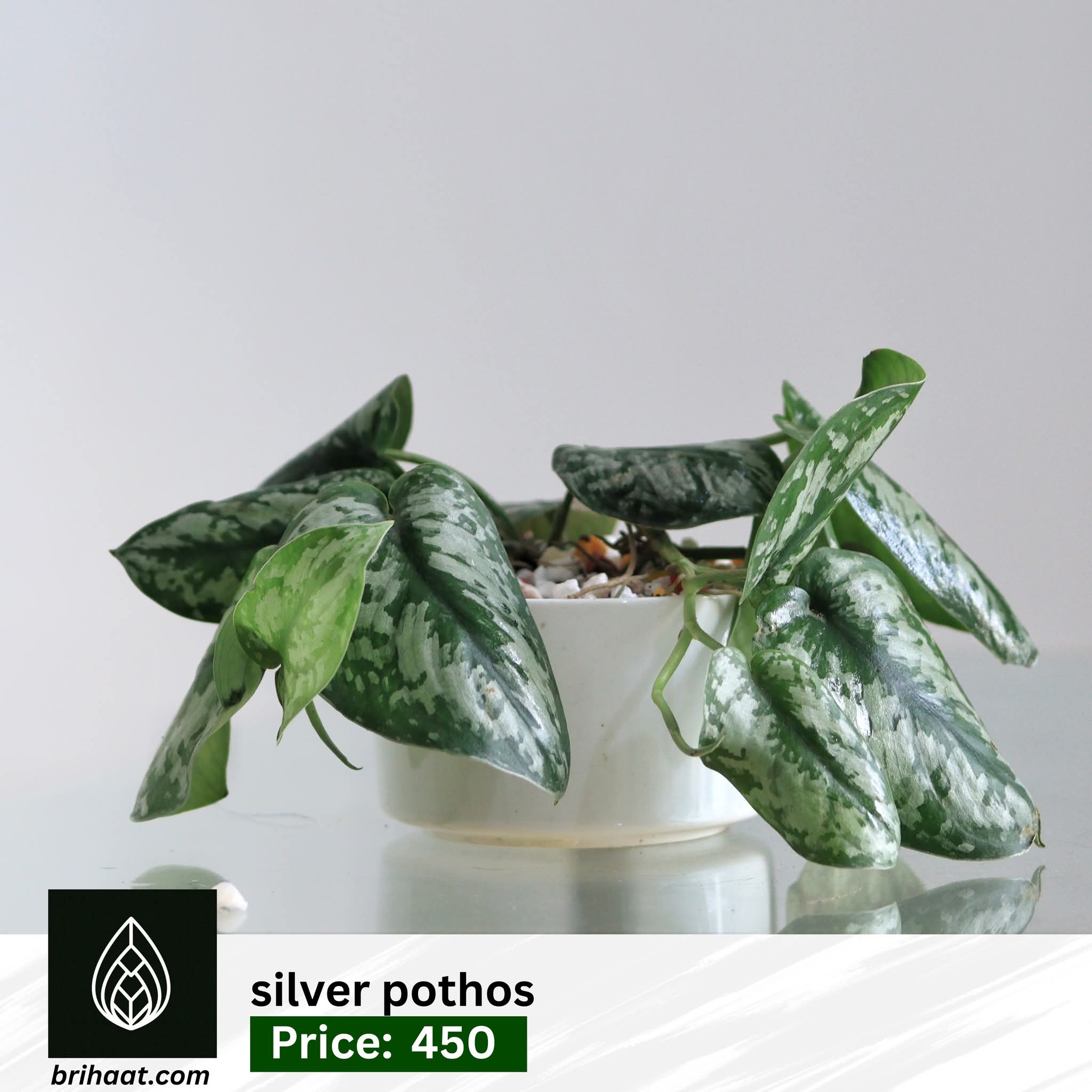 Silver pothos CIRAMIC