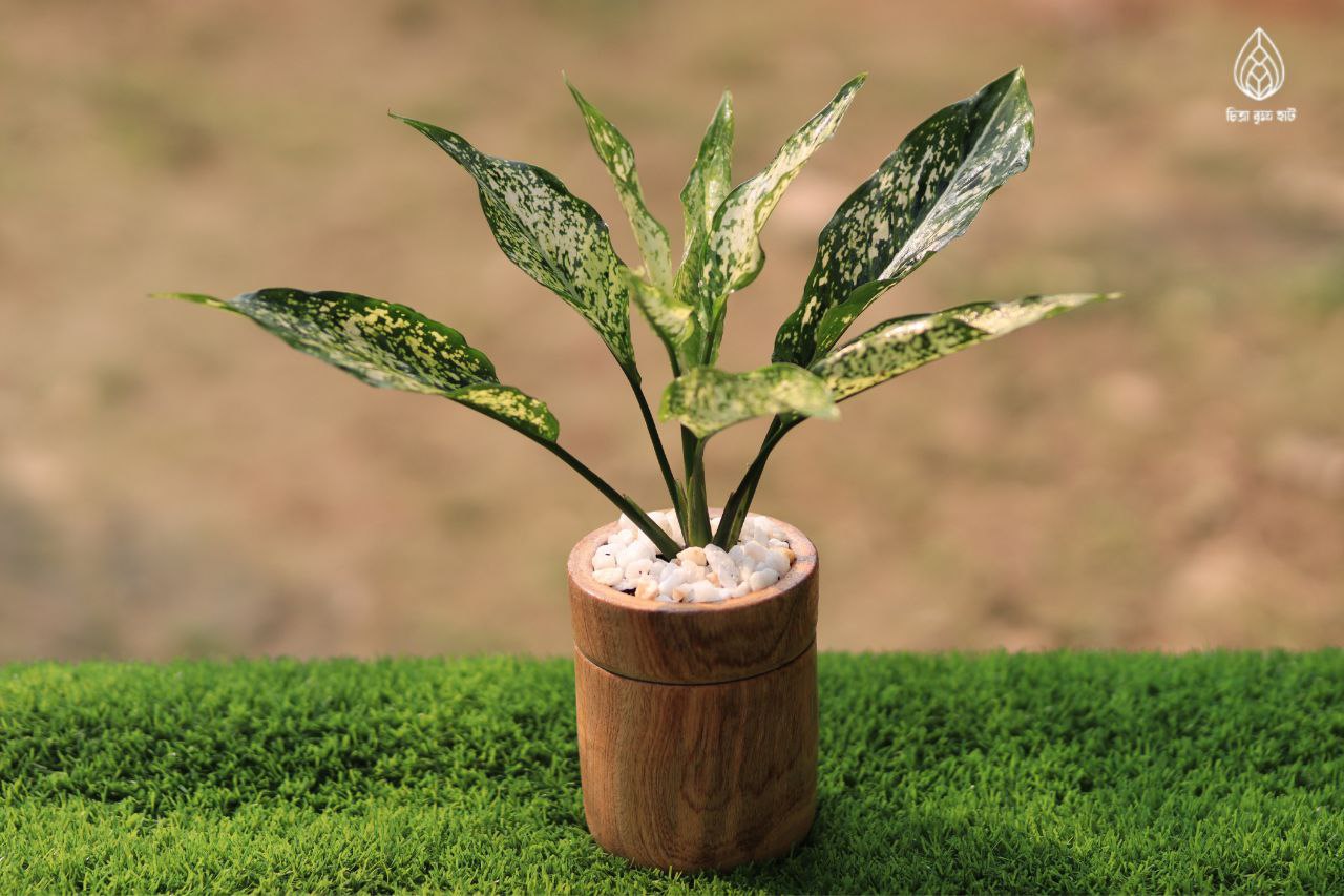 Aglaonema snow white
