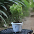 Ming Aralia