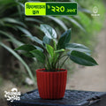 Philodendron