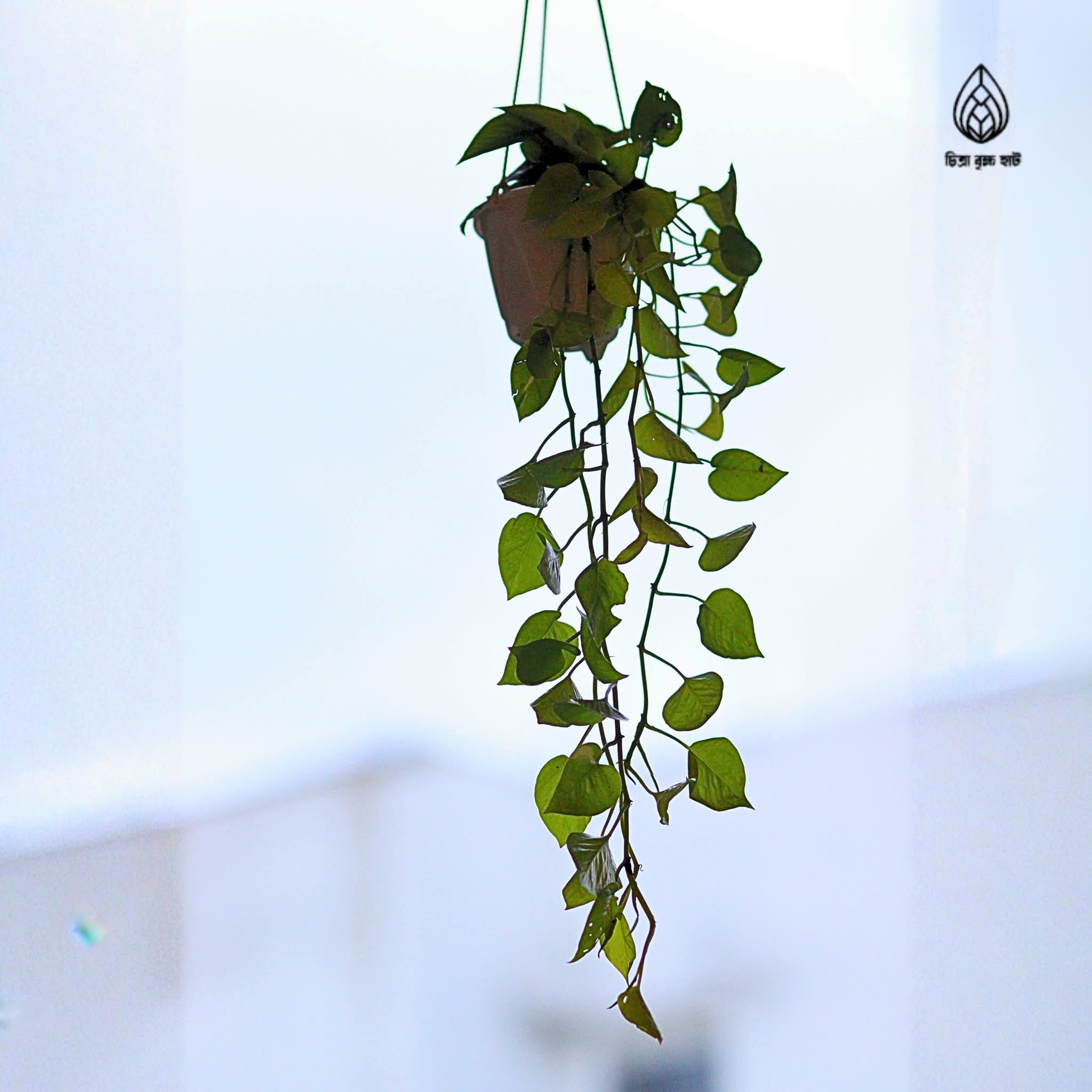 Hanging money plant