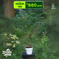 Areca Palm (3feet)