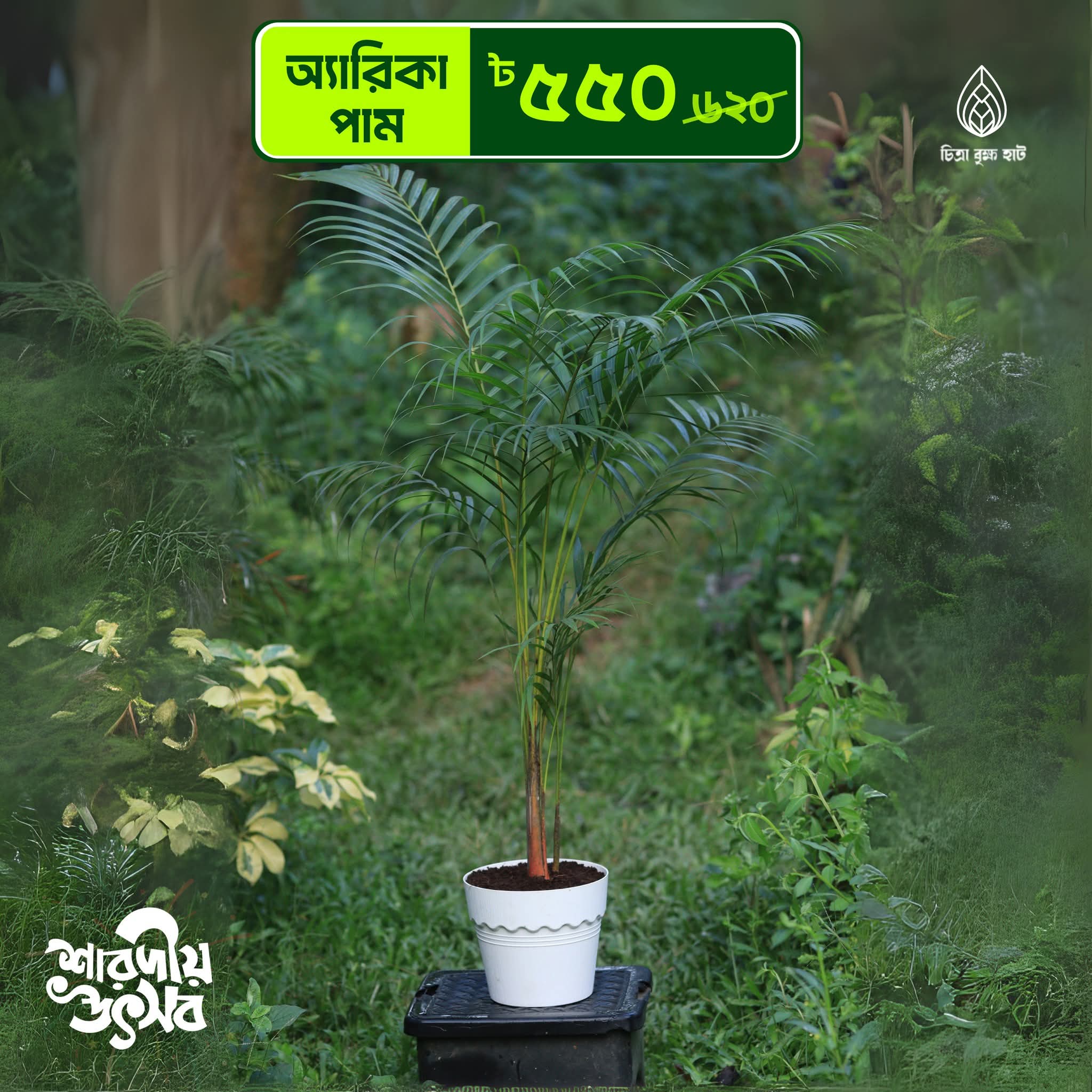 Areca Palm (3feet)