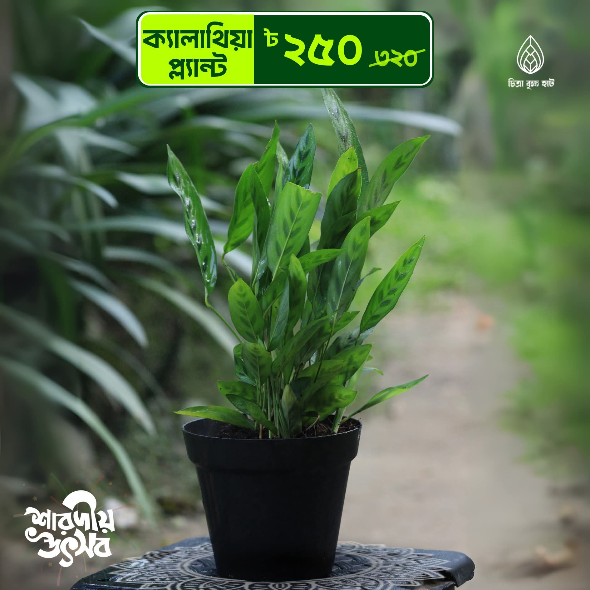 ক্যালাথিয়া